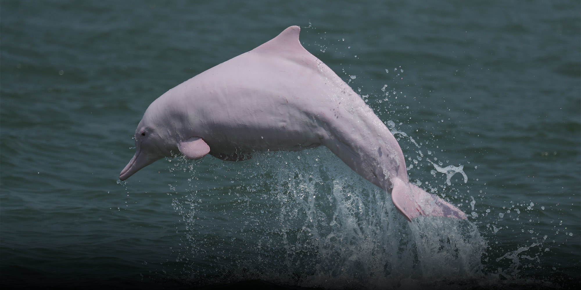 Entangled Dolphin Mom With Fishing Gear Cutting Into Her Fin