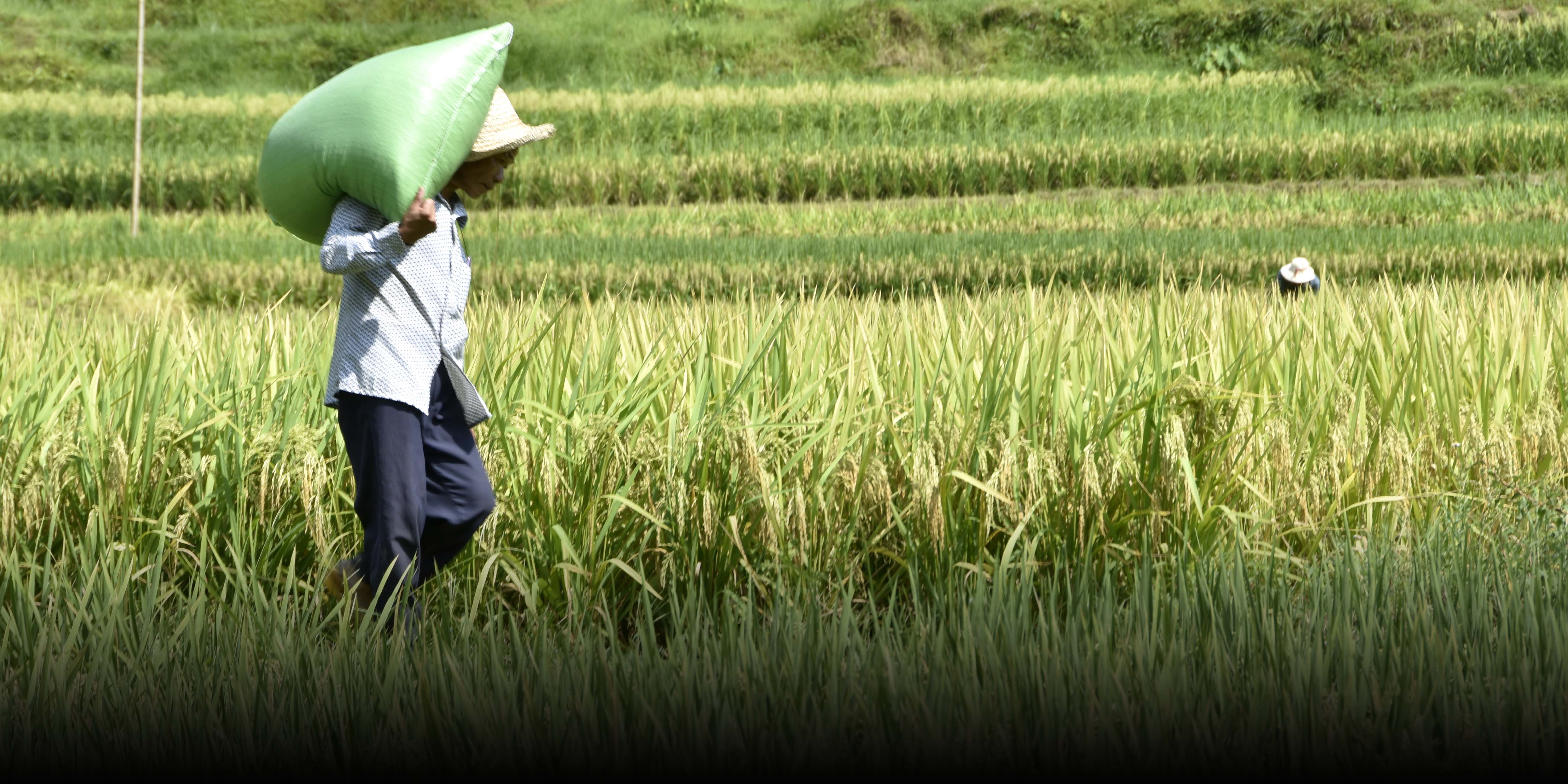 Ozone Pollution Is Cutting China’s Crop Production, Study Says thumbnail