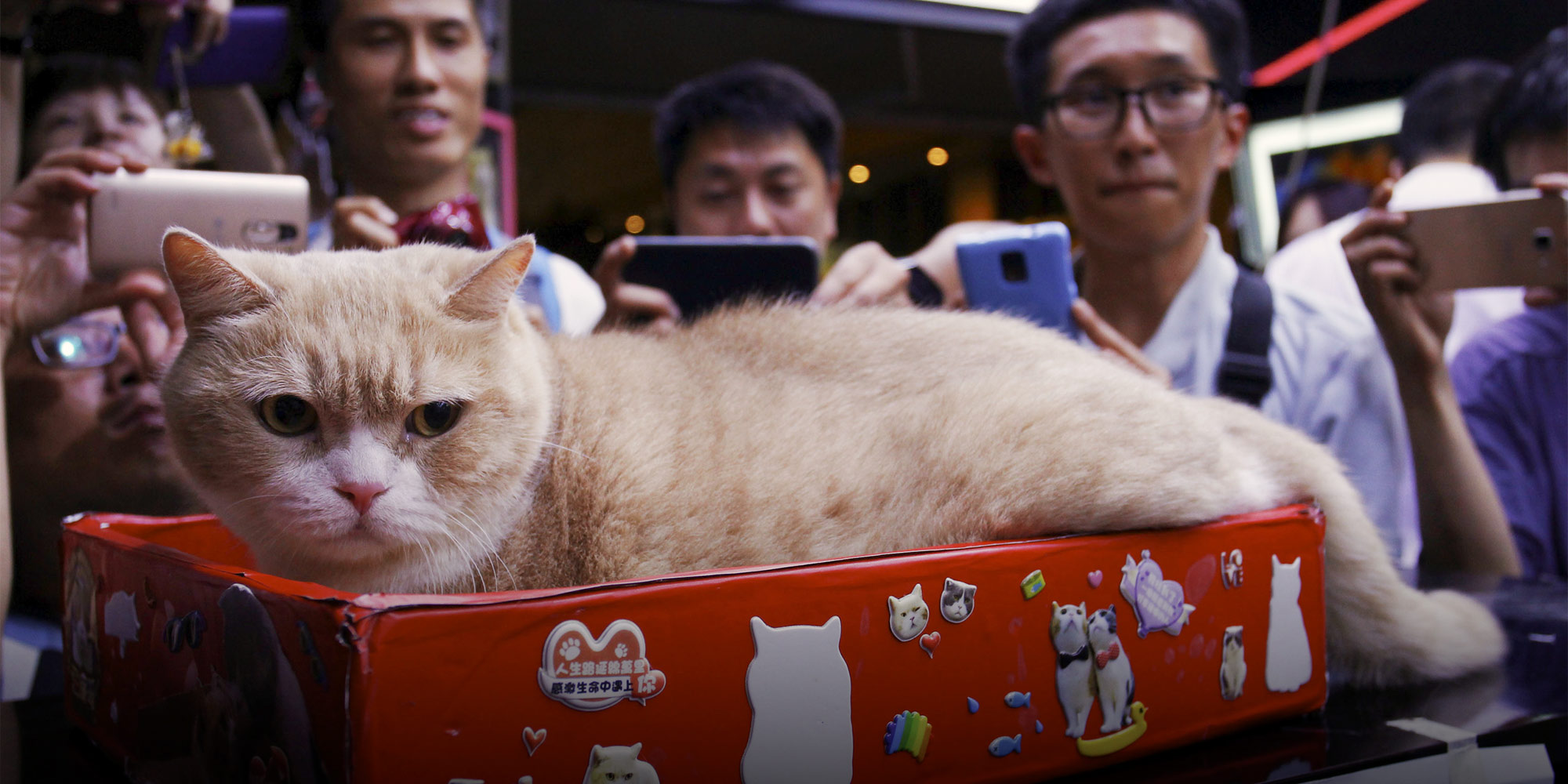 Cats Clinch the Title of Urban China s Favorite Pet Report Says