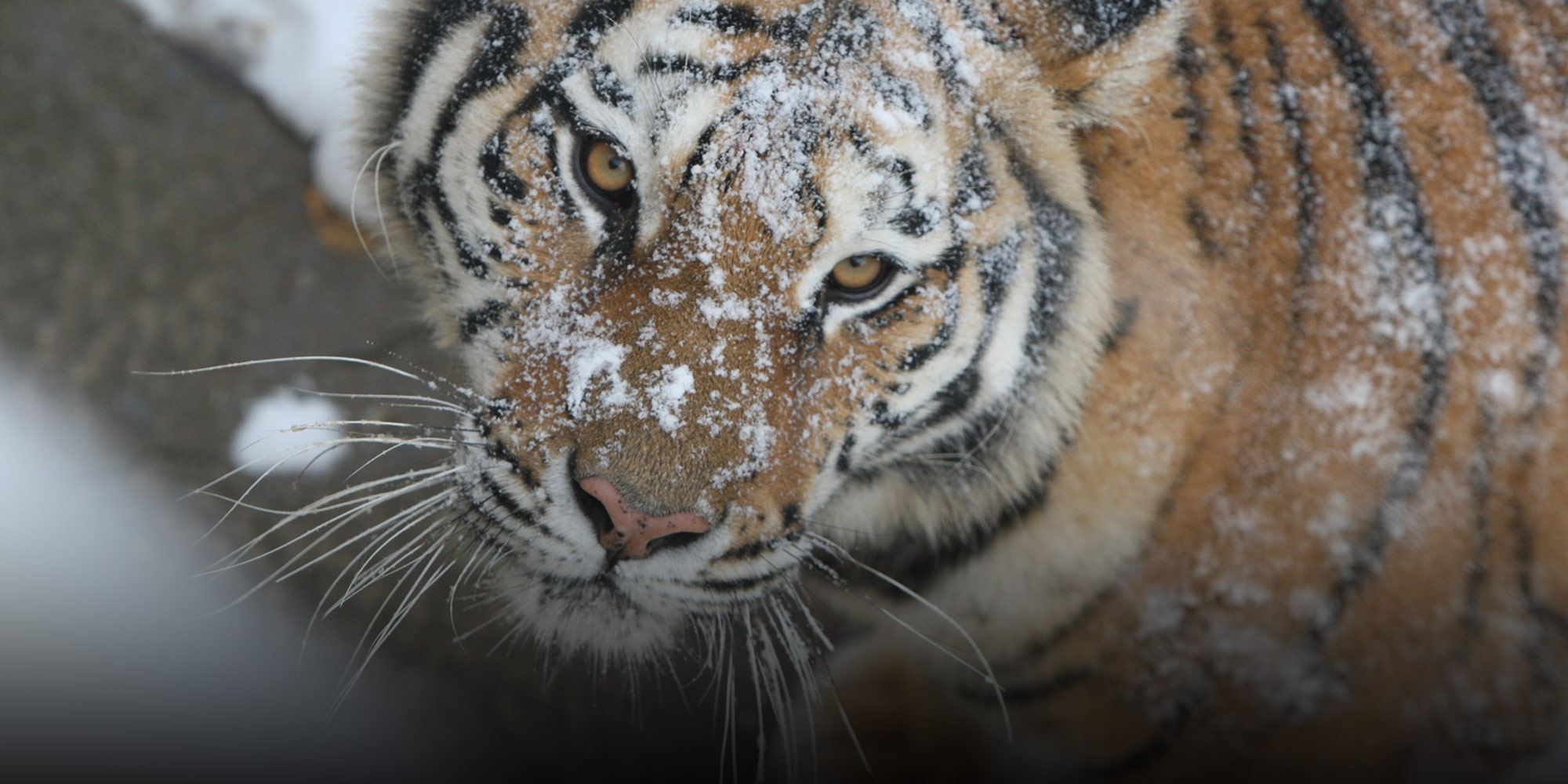 A Roaring Comeback: How China's Tigers Returned From the Dead