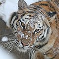 Five Newborn Siberian Tigers Make Public Appearance-Dahe.cn