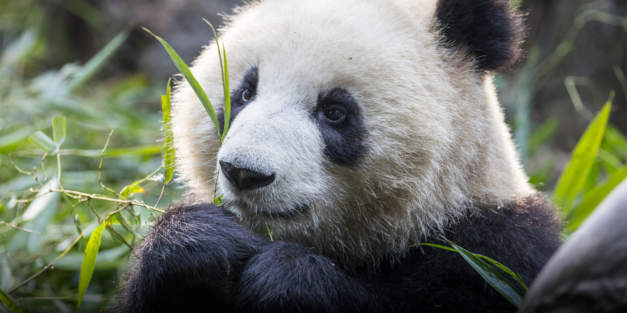 The Real Significance of China's New Giant Panda National Park