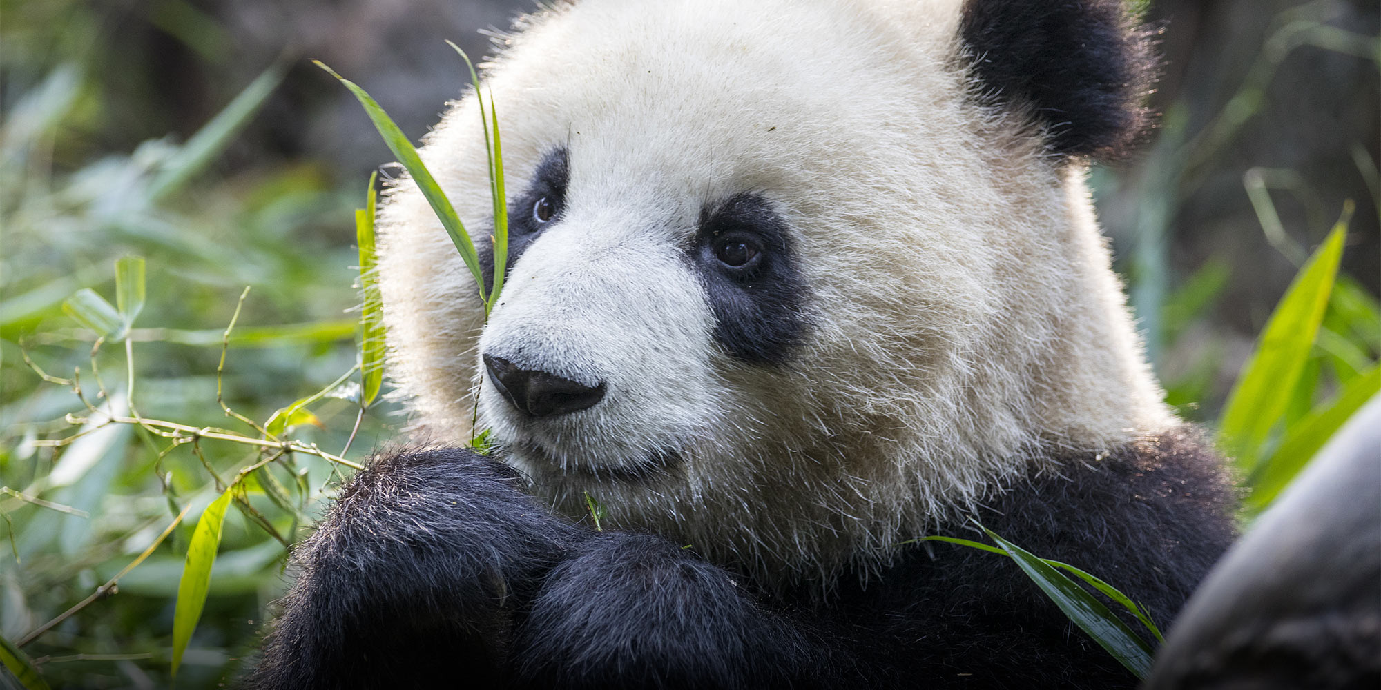 The Real Significance of China’s New Giant Panda National Park