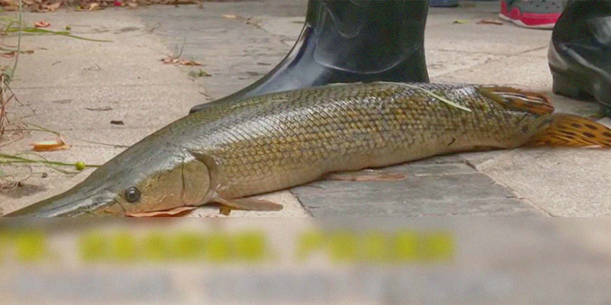 A Lake in Henan Is Drained to Catch an At-Large 'Monster' Fish