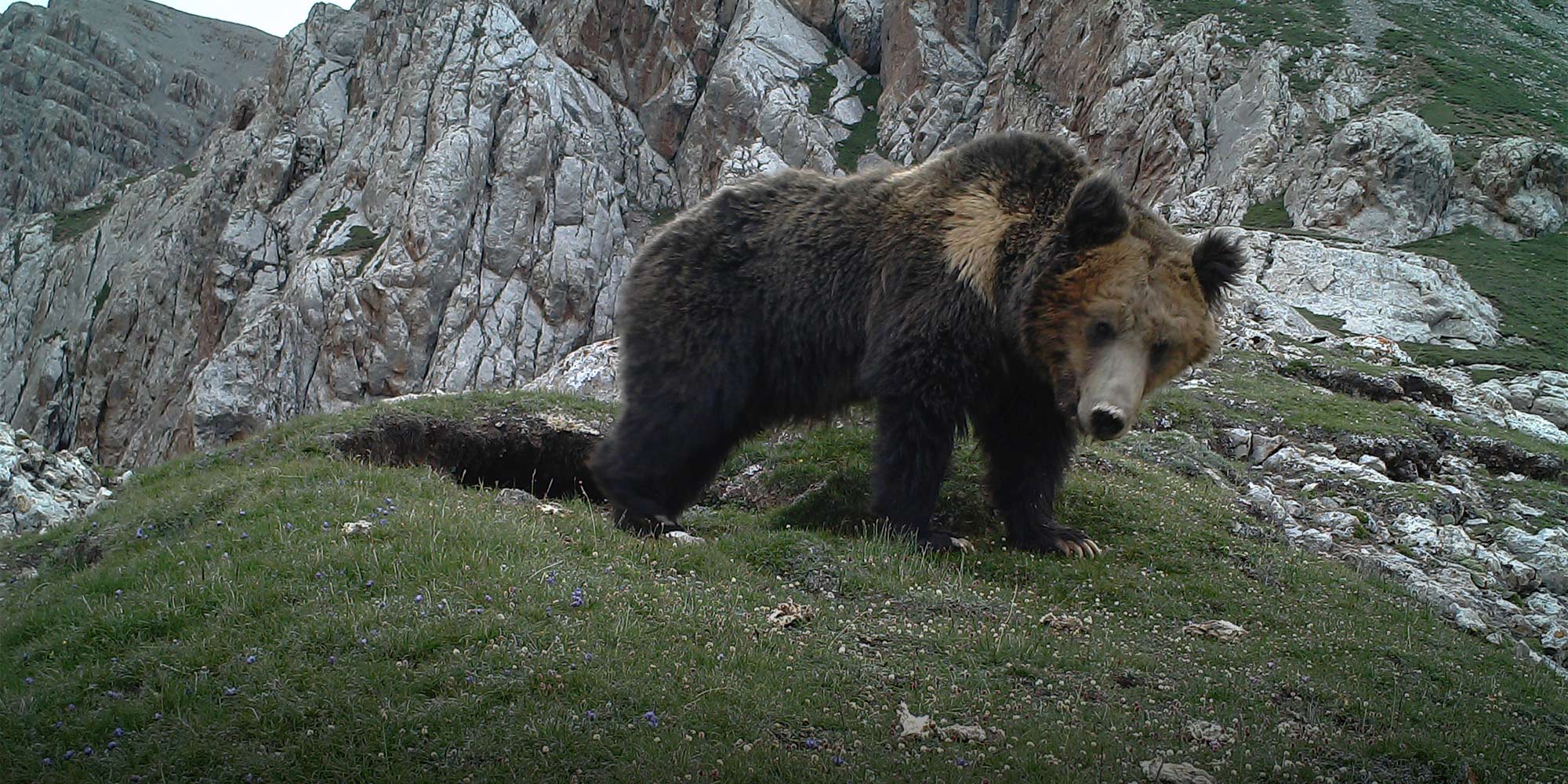 Tiger/Brown Bear Comparison as a Species