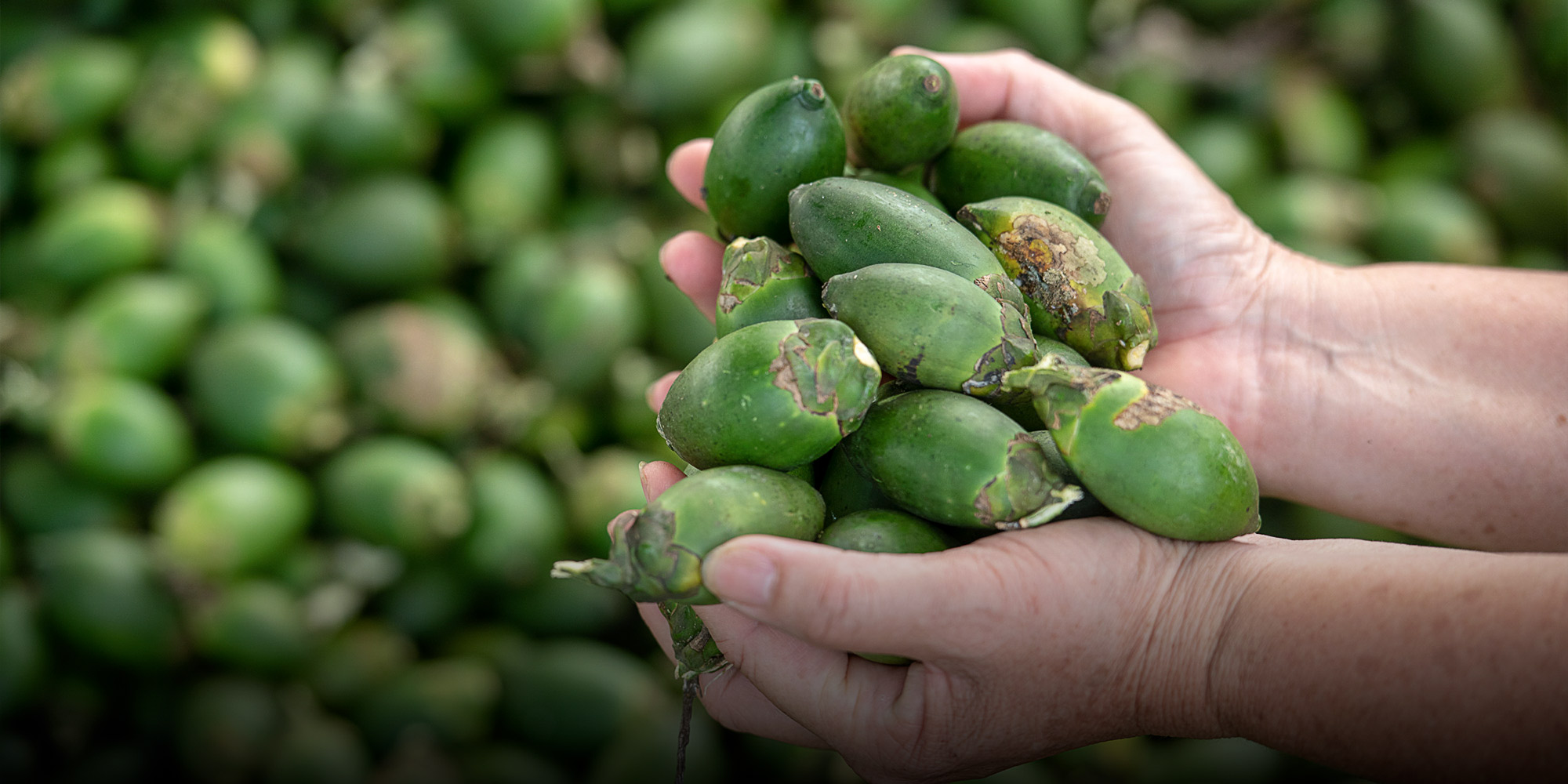 Betel Nut Fruit