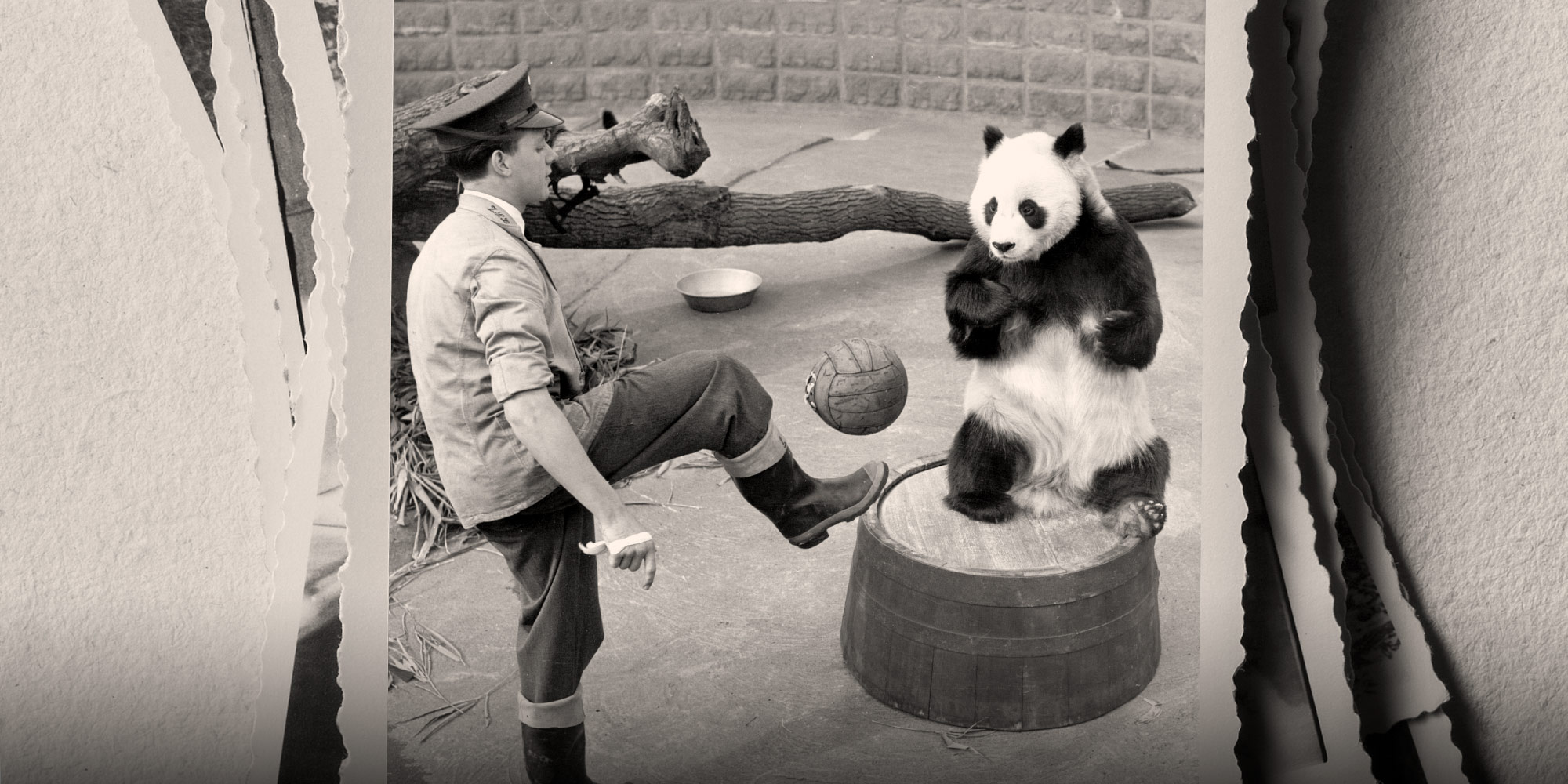 The Wild and Wooly History of China s Panda Diplomacy 