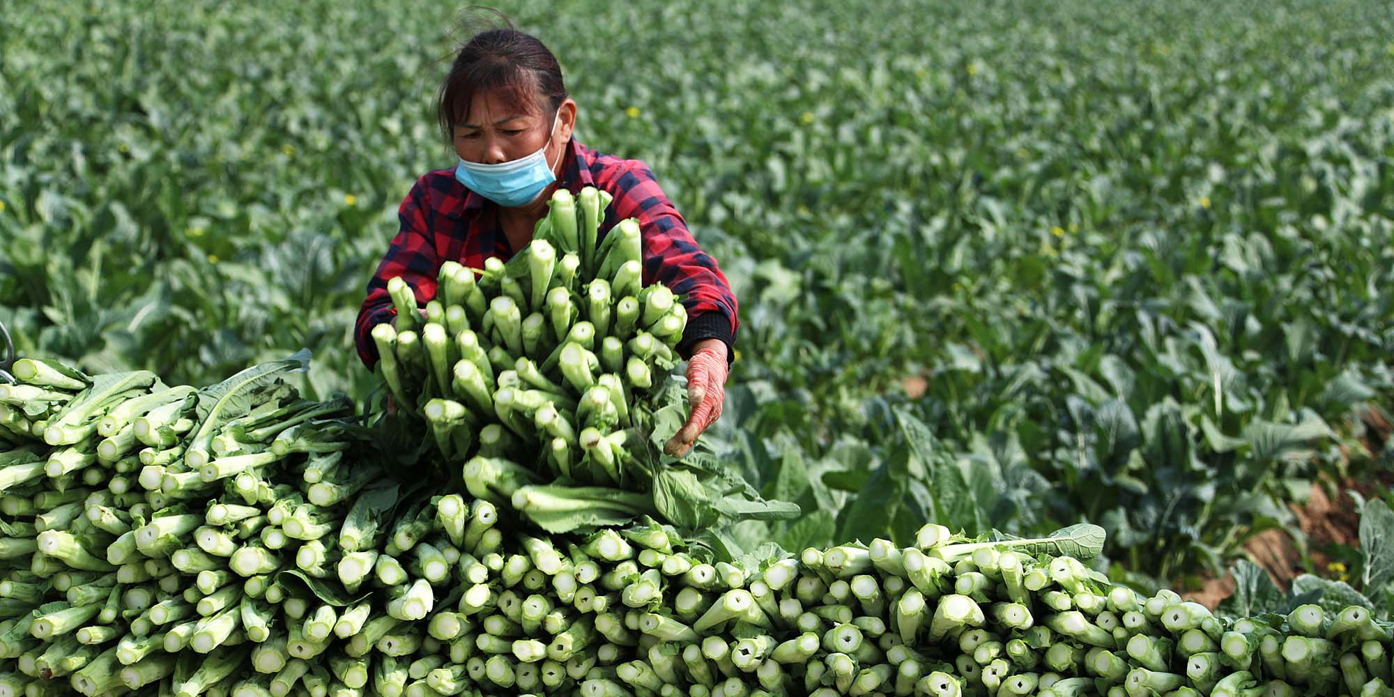 Vegetable Sales Tumble Amid COVID Curbs in China's Agriculture Hub - Sixth Tone