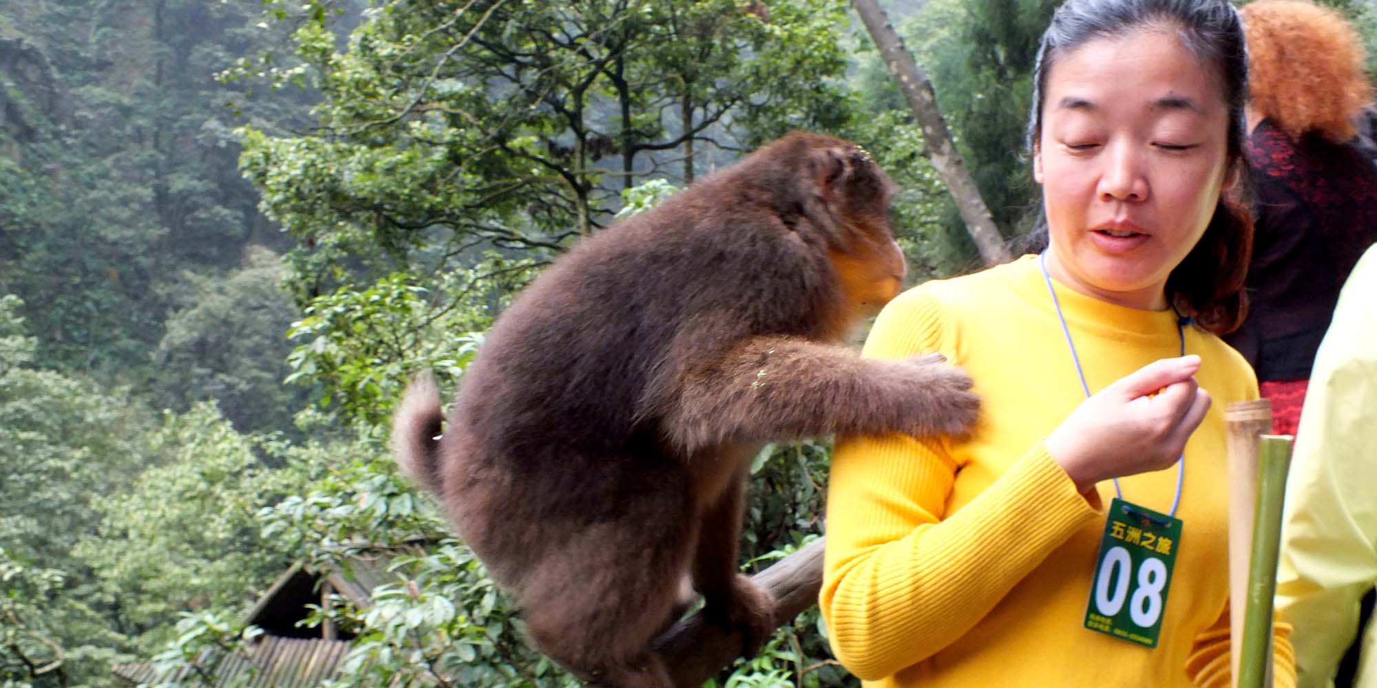 In Sichuan Park, Monkeys Keep Visitors Wary, Staff on Their Toes thumbnail