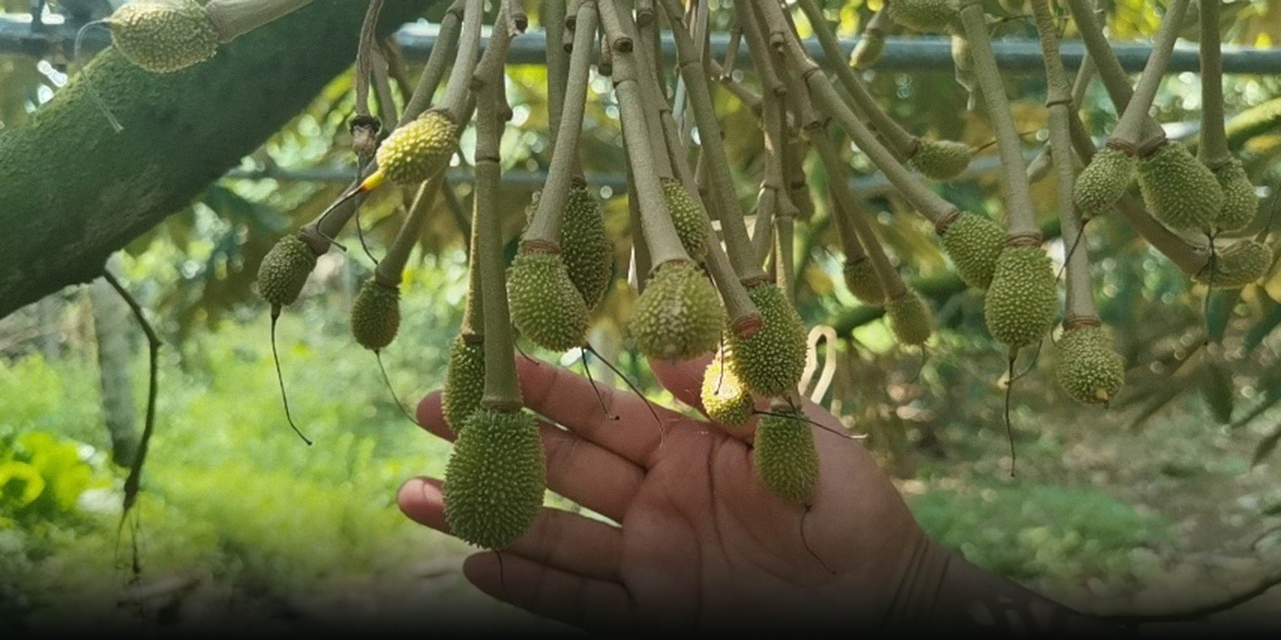 Durian Fans Sniff a Price Drop as China Readies Its Own Harvest