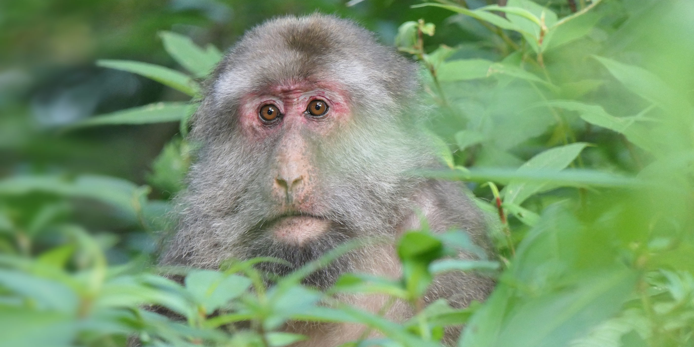 Alarming rise in monkey bites