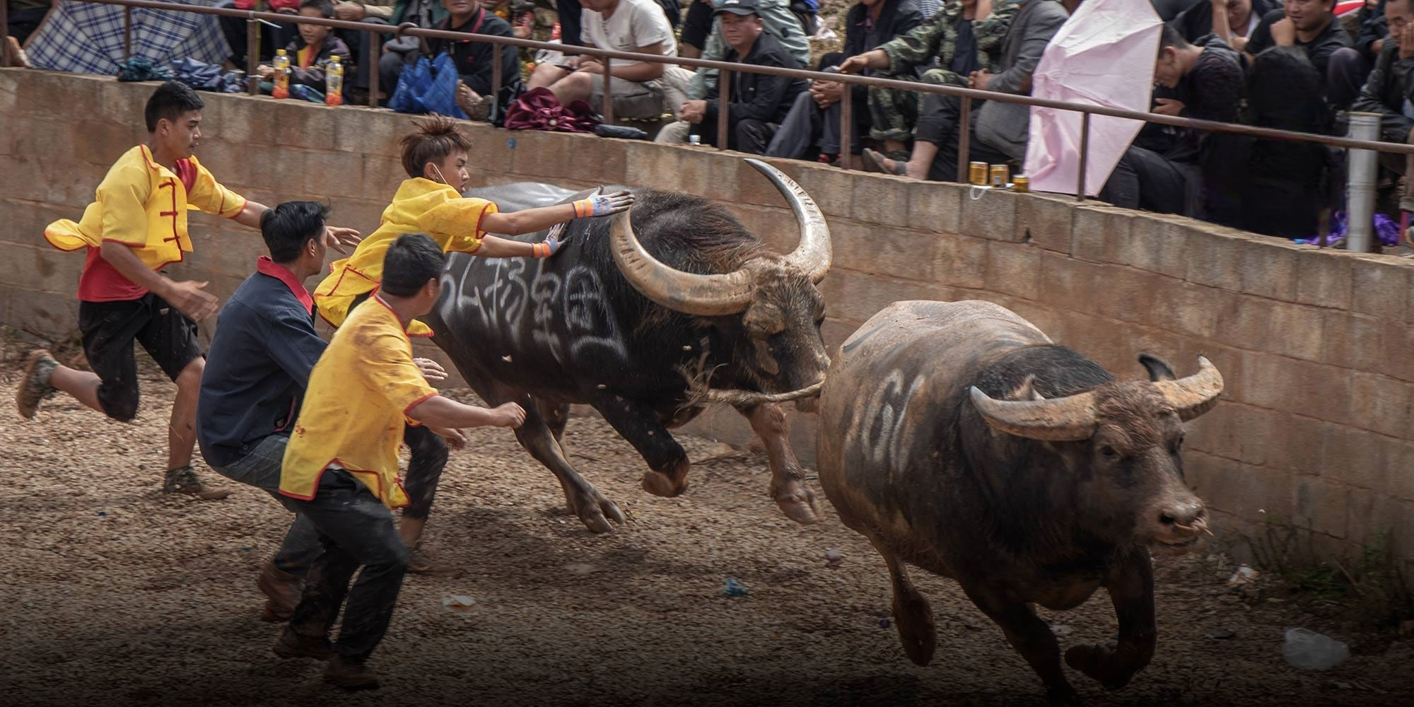 In China's Villages, Bullfighting Enjoys a Bloody Renaissance