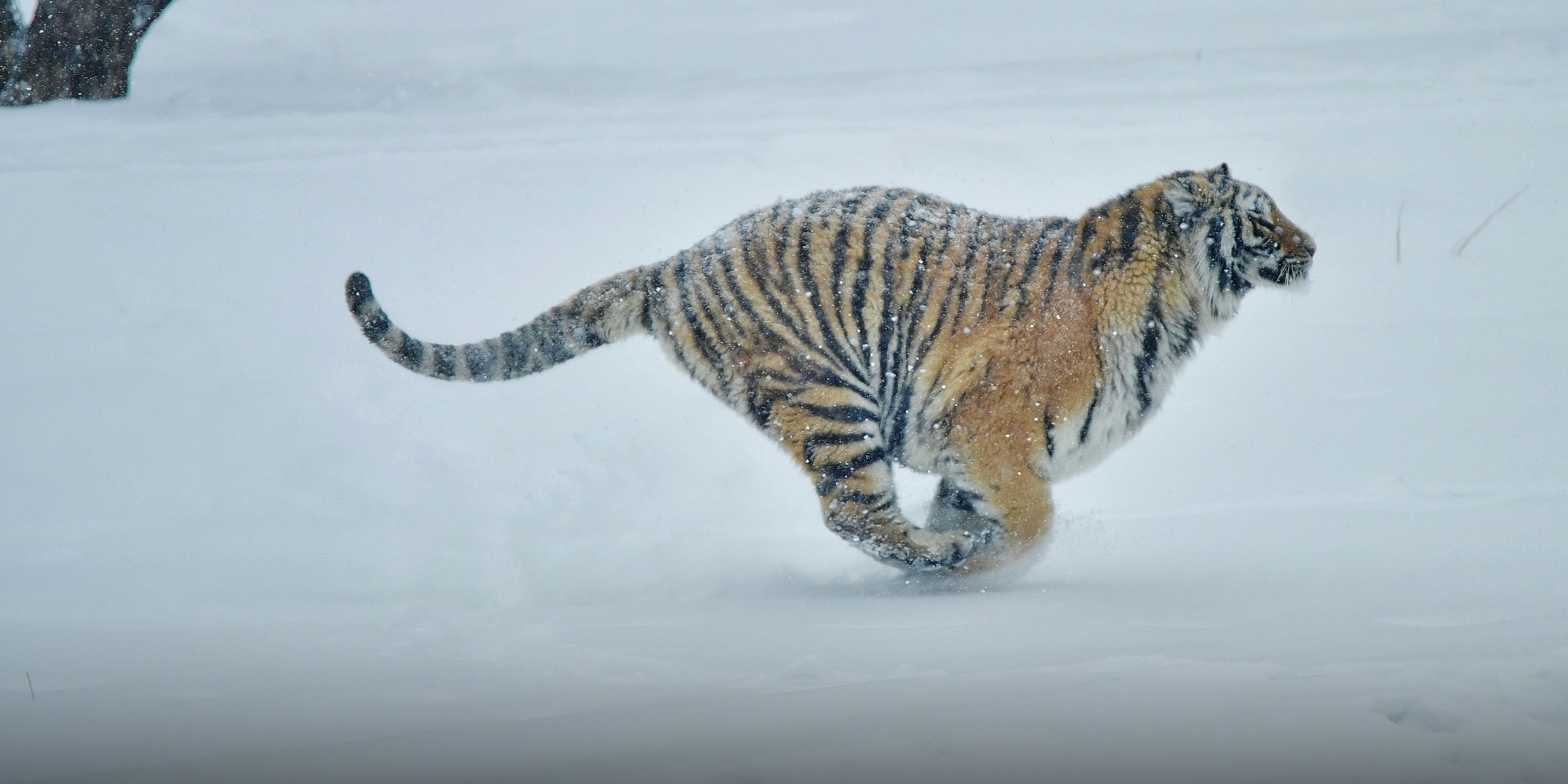 Sightings of Siberian tigers increase in Northeast China national park -  Global Times