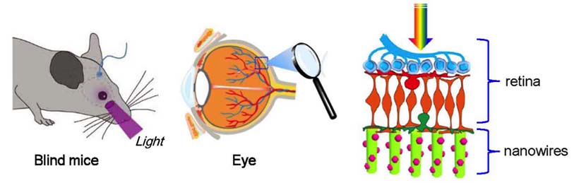 Nanowire Artificial Photoreceptors Restore Vision in Mice