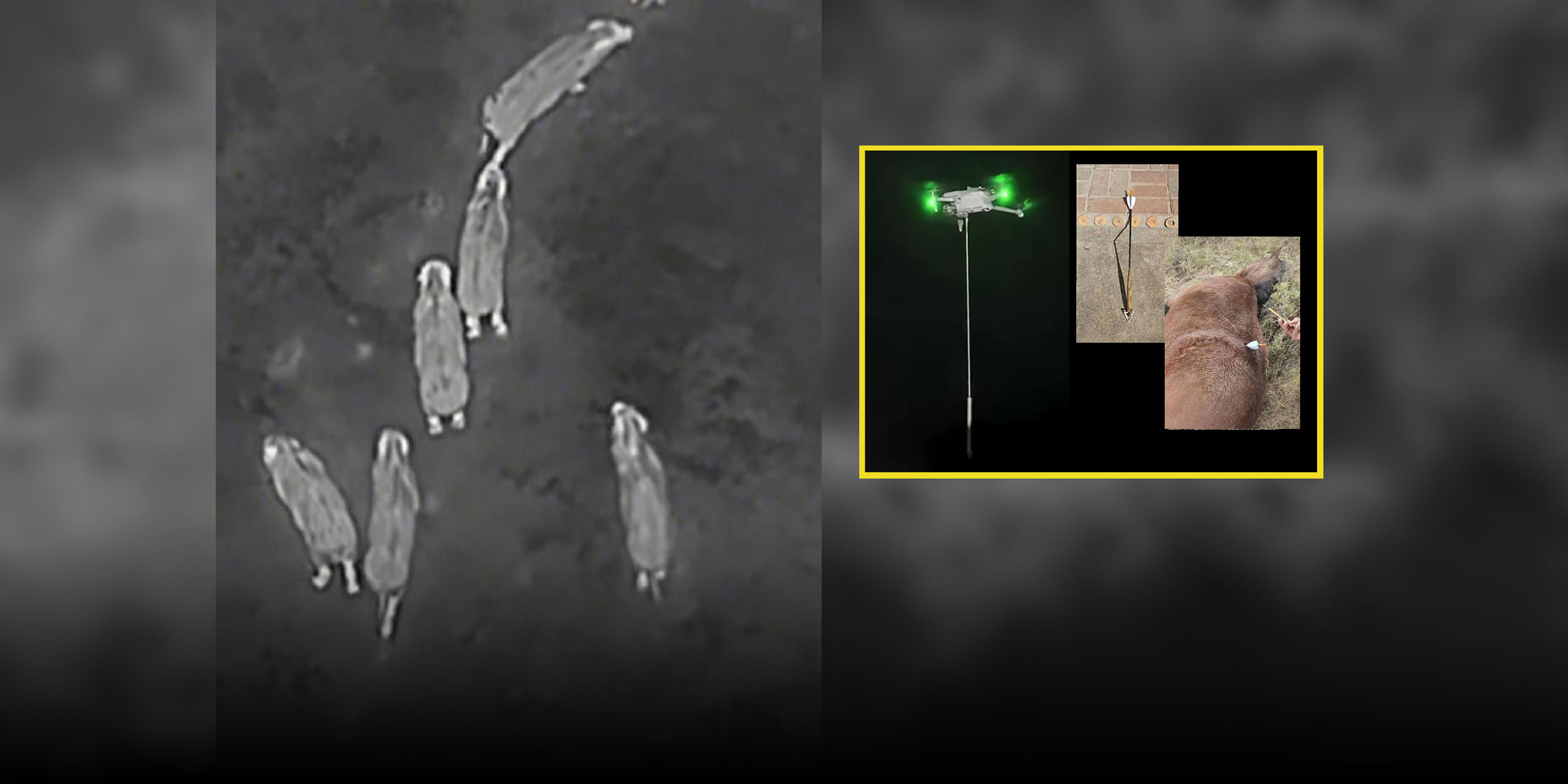 China’s Boar-Hunting Drones Fly Into a Legal Vacuum