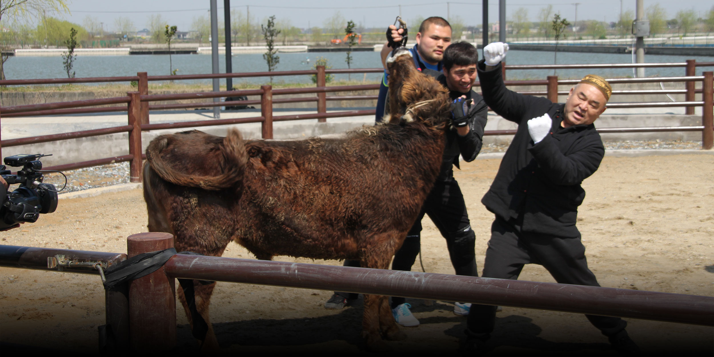Muscle, Memory: Inside China’s Last Bull Wrestling School
