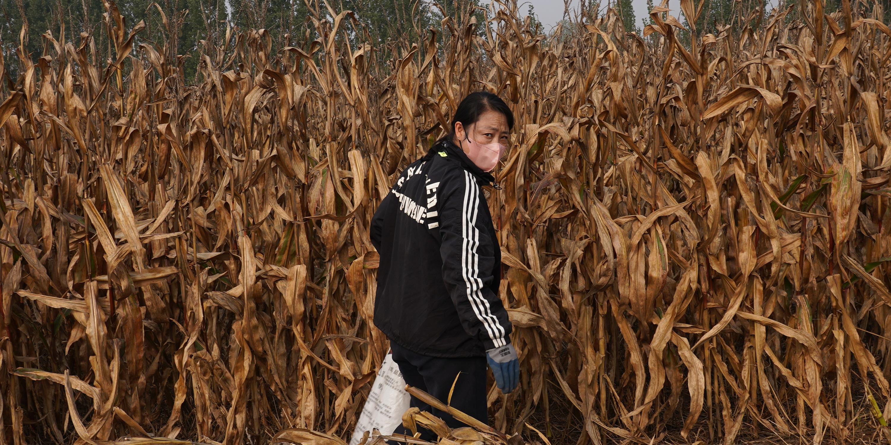 Stuck in the Mud: Climate Chaos Deepens Divide on China’s Farmlands