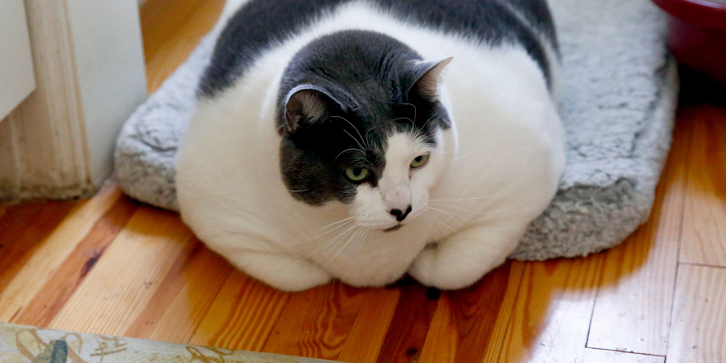China Takes a Shot at Pet Obesity — Using Weight-Loss Drugs