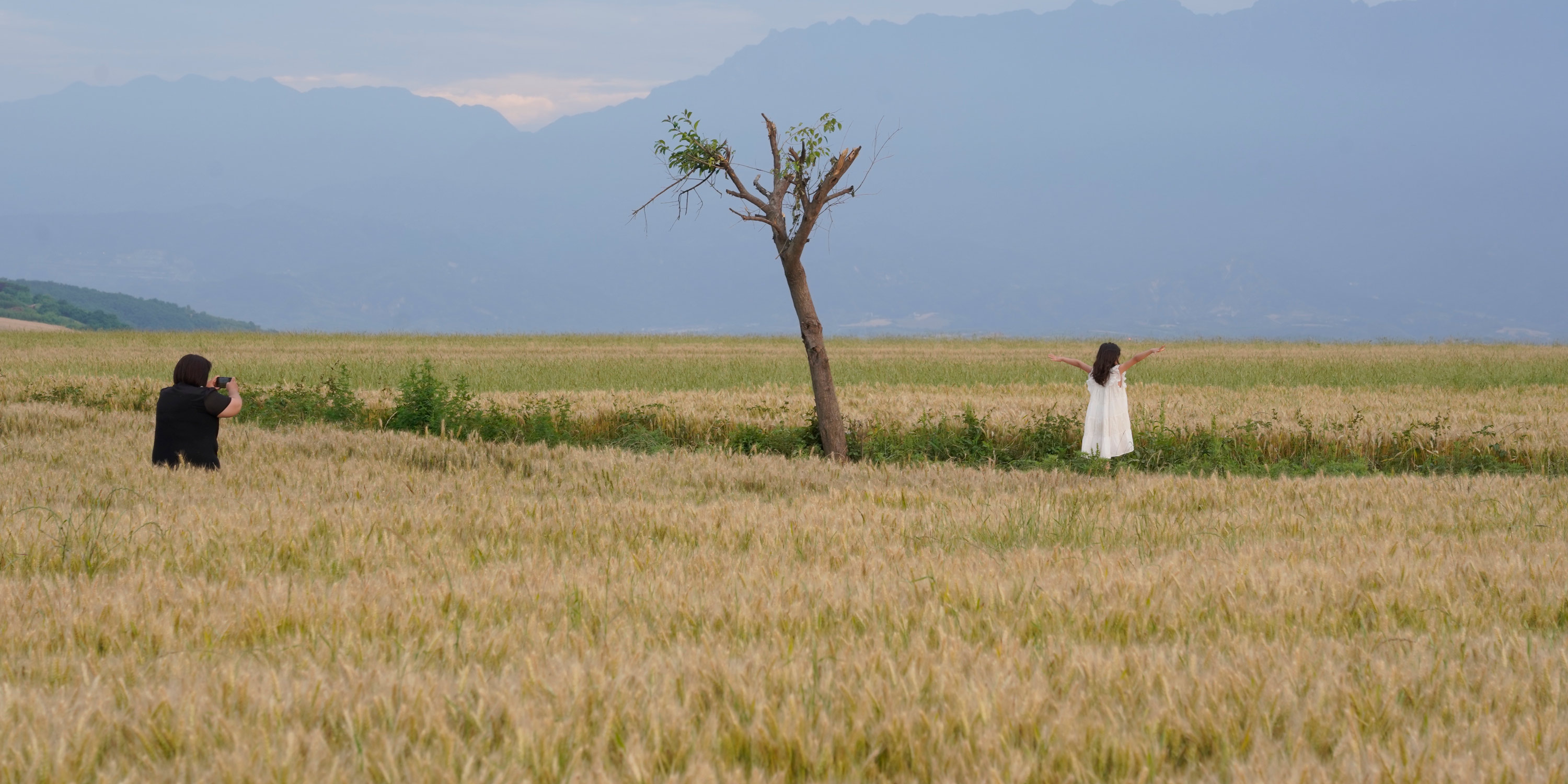 A Privet Matter: Why a Farmer Hacked Down China’s ‘Lonely’ Tree