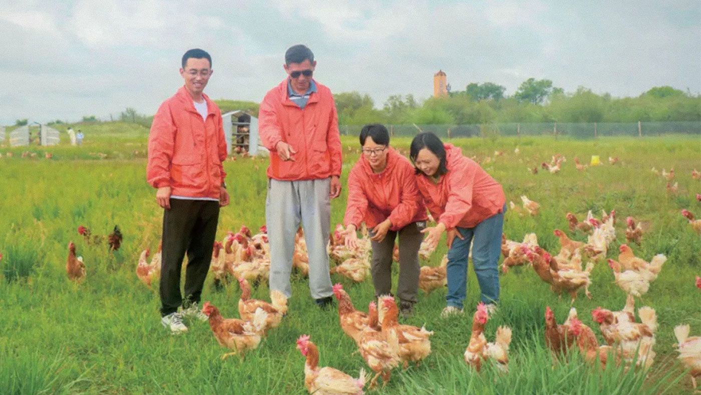 Poultry Returns: Botanist Fights Off the Desert With 50,000 Chickens