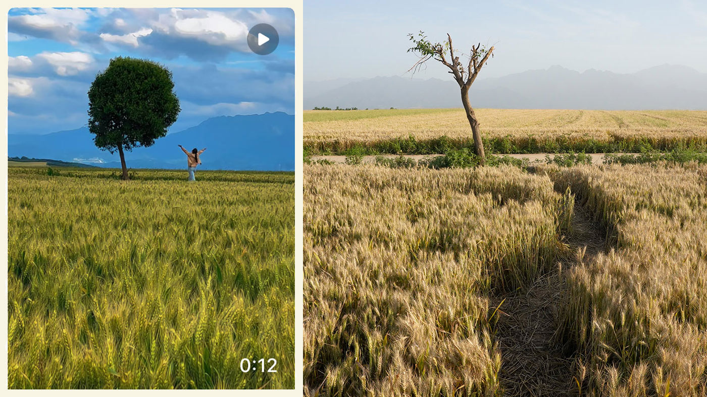 A Privet Matter: Why a Farmer Hacked Down China’s ‘Lonely’ Tree